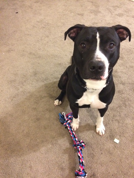 Entry image for Ares. Clicking this image will show a larger photo