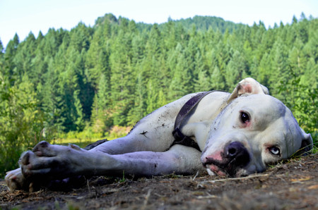 Entry image for Ivan. Clicking this image will show a larger photo