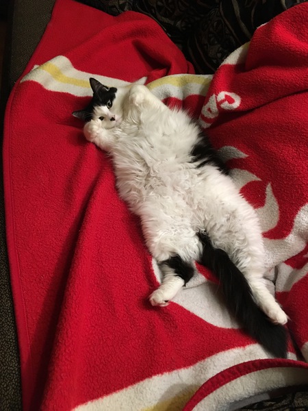 Entry image for Dodson . Clicking this image will show a larger photo