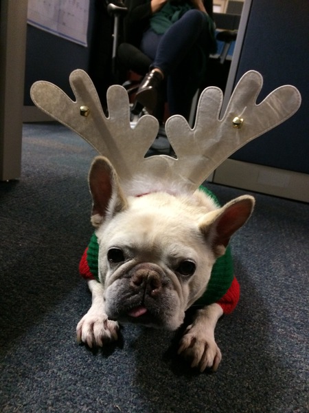 Entry image for Yogi. Clicking this image will show a larger photo