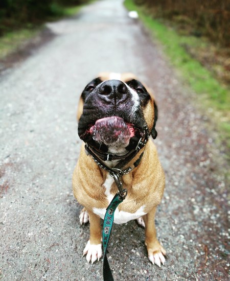 Entry image for Gumbo. Clicking this image will show a larger photo