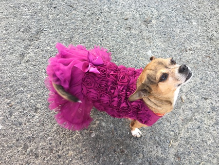 Entry image for Bella. Clicking this image will show a larger photo