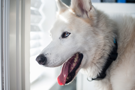 Entry image for Meeko. Clicking this image will show a larger photo