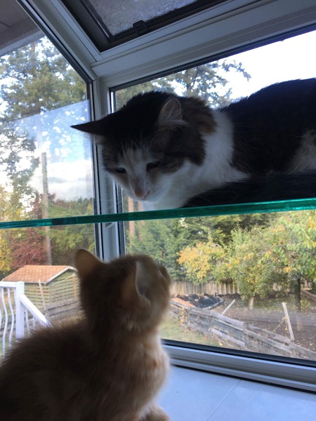 Entry image for Felix. Clicking this image will show a larger photo