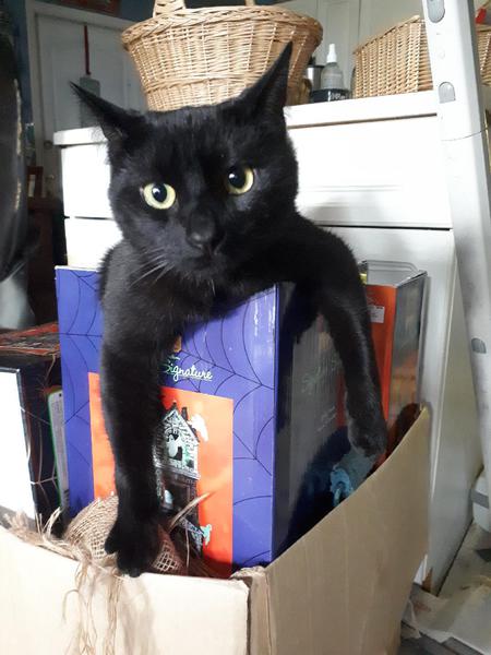 Entry image for Merlot. Clicking this image will show a larger photo