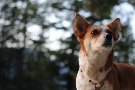 Entry image for Freya. Clicking this image will show a larger photo