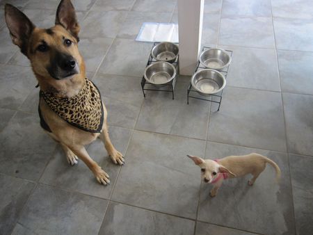 Entry image for  Sargie & Peeka. Clicking this image will show a larger photo