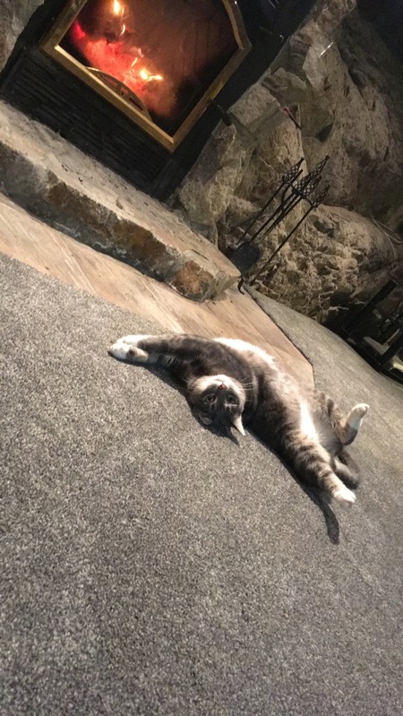 Entry image for Thin Cat. Clicking this image will show a larger photo