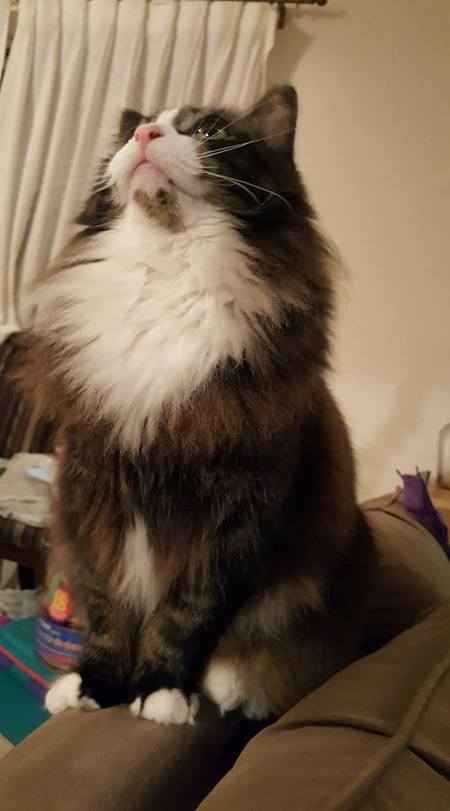 Entry image for Blue. Clicking this image will show a larger photo