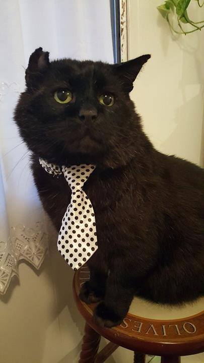 Entry image for Norman. Clicking this image will show a larger photo