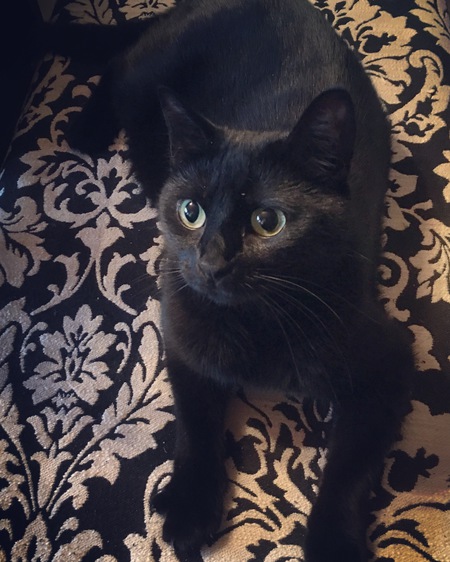 Entry image for Trixibelle. Clicking this image will show a larger photo