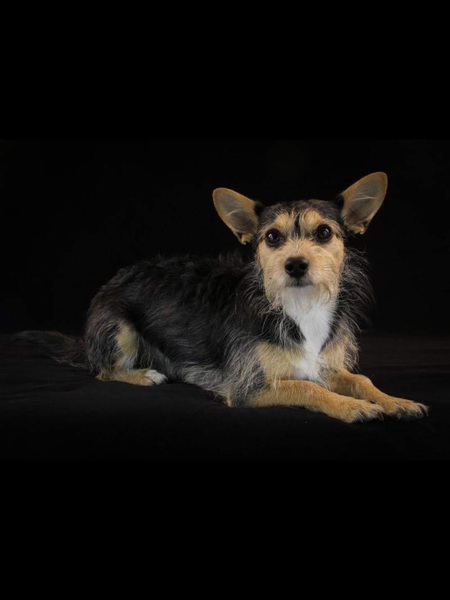 Entry image for Frankie. Clicking this image will show a larger photo