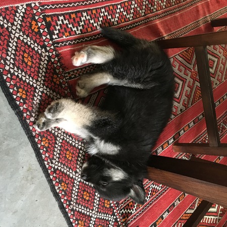 Entry image for Ari. Clicking this image will show a larger photo