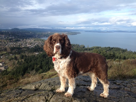 Entry image for Lucy. Clicking this image will show a larger photo