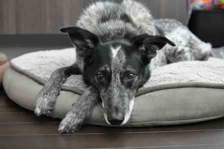 Entry image for Ripley. Clicking this image will show a larger photo