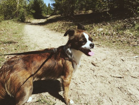 Entry image for Leo. Clicking this image will show a larger photo