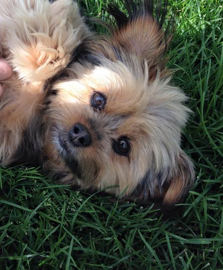 Entry image for Chloe. Clicking this image will show a larger photo