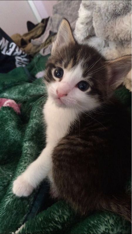 Entry image for Milo. Clicking this image will show a larger photo