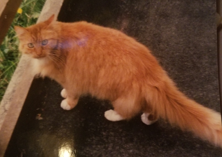 Entry image for Cleopatra . Clicking this image will show a larger photo