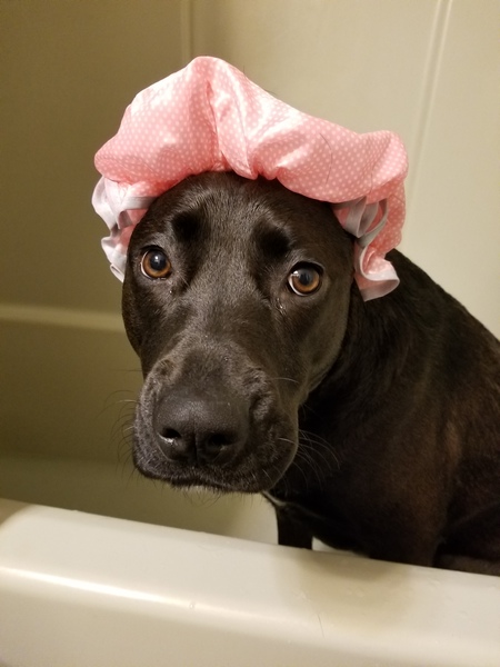 Entry image for Mona. Clicking this image will show a larger photo