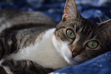 Entry image for Kali. Clicking this image will show a larger photo