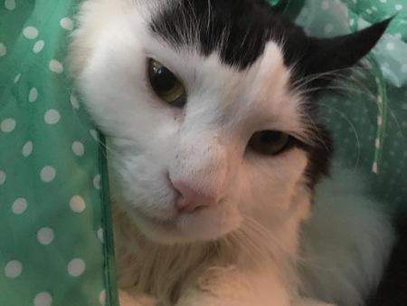 Entry image for Harry. Clicking this image will show a larger photo