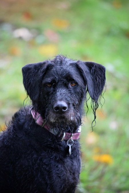 Entry image for Macy. Clicking this image will show a larger photo