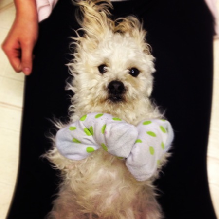 Entry image for Jasper. Clicking this image will show a larger photo