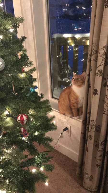 Entry image for Sam. Clicking this image will show a larger photo