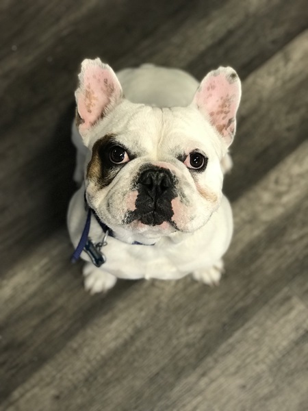 Entry image for Bruno . Clicking this image will show a larger photo