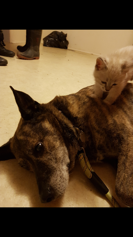 Entry image for Daisy and Jack. Clicking this image will show a larger photo