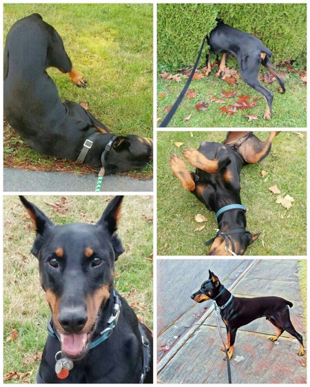 Entry image for Rocky. Clicking this image will show a larger photo