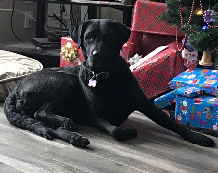 Entry image for Nova. Clicking this image will show a larger photo