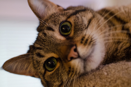 Entry image for Gypsy. Clicking this image will show a larger photo