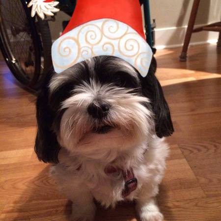 Entry image for Mollie. Clicking this image will show a larger photo