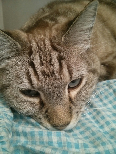 Entry image for Lynxi. Clicking this image will show a larger photo