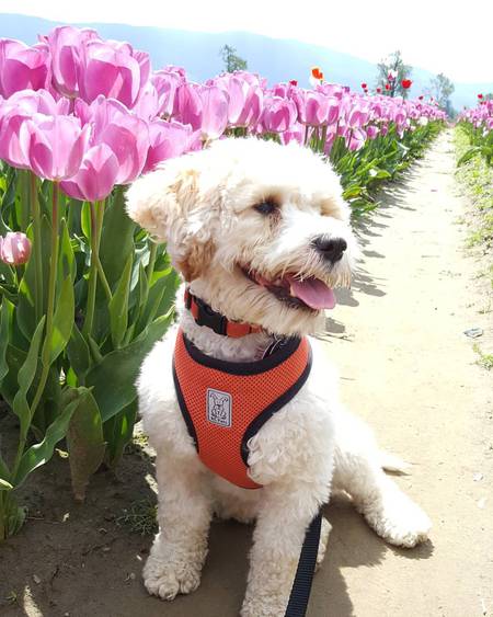 Entry image for Shanny. Clicking this image will show a larger photo