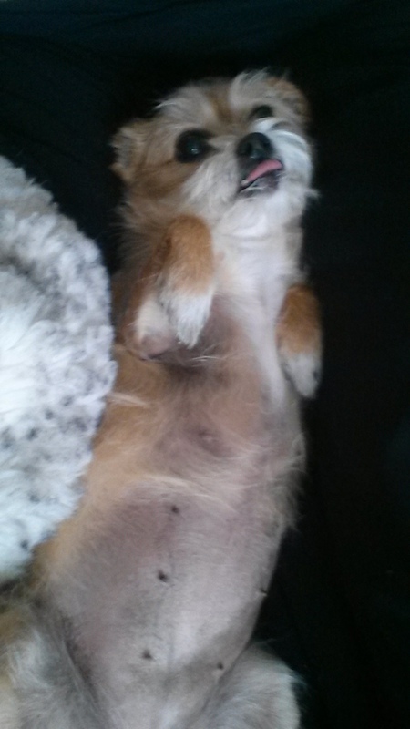 Entry image for Pee-nut Louise. Clicking this image will show a larger photo