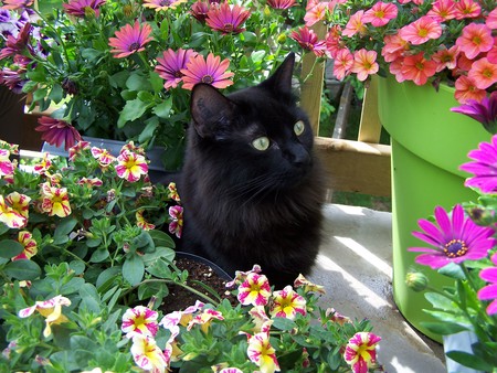 Entry image for Chance. Clicking this image will show a larger photo