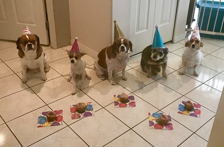 Entry image for Wally-Woo, Mikey-Moo,Bella-Boo,Lucy-Loo and Coo-Coo. Clicking this image will show a larger photo