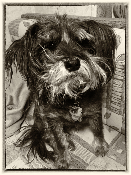 Entry image for Otis. Clicking this image will show a larger photo