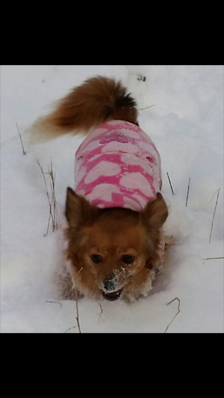 Entry image for Halo. Clicking this image will show a larger photo