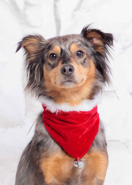 Entry image for Fraser. Clicking this image will show a larger photo