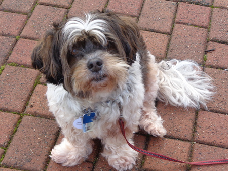 Entry image for Teddy Bear Cuba. Clicking this image will show a larger photo