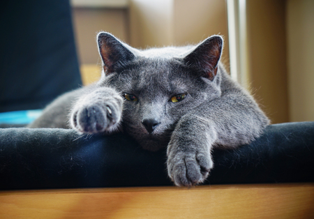 Entry image for Bubbis. Clicking this image will show a larger photo