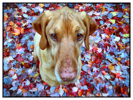 Entry image for Tallulah Pancake. Clicking this image will show a larger photo