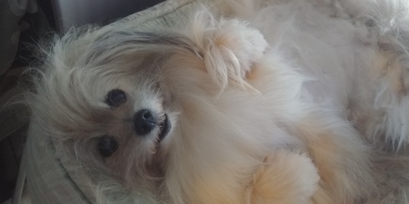 Entry image for Scrappy. Clicking this image will show a larger photo