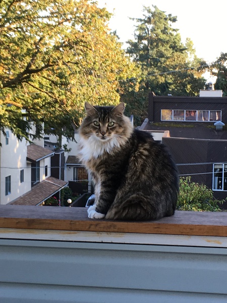 Entry image for Milo. Clicking this image will show a larger photo