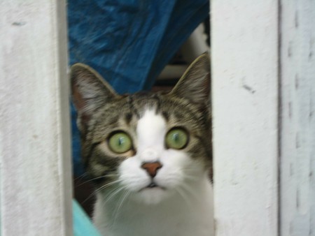 Entry image for Daisie Mae. Clicking this image will show a larger photo