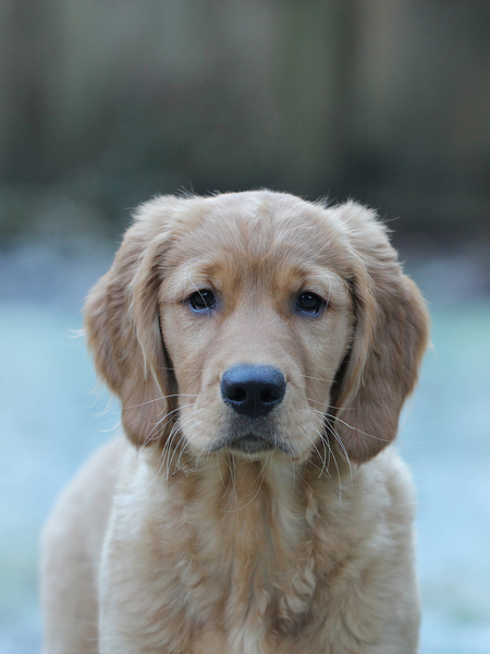 Entry image for Sam. Clicking this image will show a larger photo